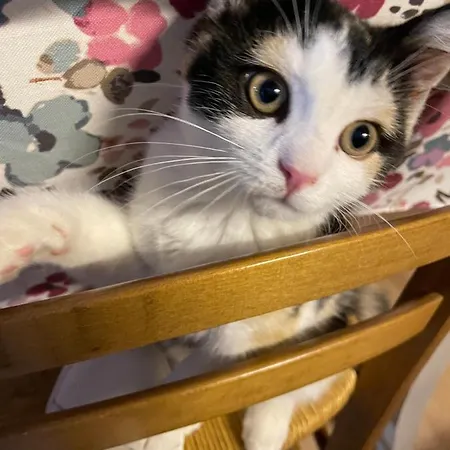 Oda ve Kahvaltı Des Roses